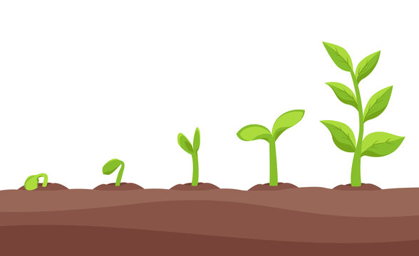 Saplings, Sprouts Growth Stages Vector Drawings Set.