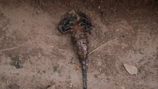 Scorpion dying on Cement floor