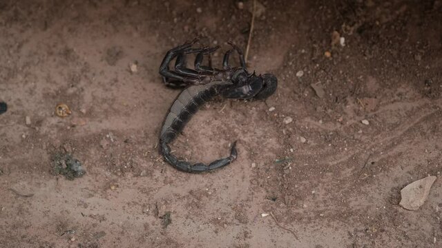 Scorpion dying on Cement floor