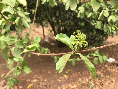 Agnimantha (Premna serratifolia), ayurvedic medicinal plant.