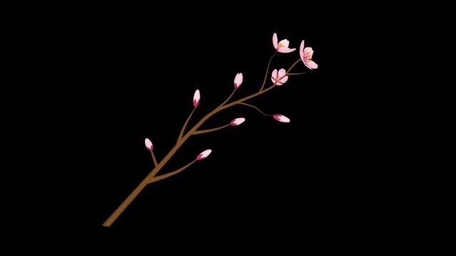 Alpha channel file - Cherry blossom twig growing and blooming animation