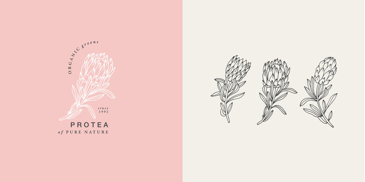 Vector illustration protea flower- vintage engraved style. Logo composition in retro botanical style.