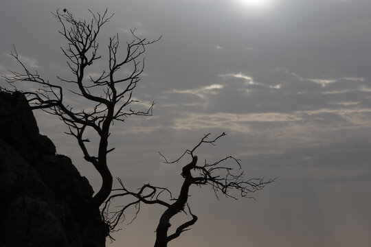 Ramas de árbol muerto a contraluz con cielo con nubes. Sierra de Ricote (Murcia, España).