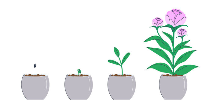 A flower seed was planted in a pot. A small sprout, a grown sprout and a finished flower. The process of germinating seeds in the ground. Flat vector illustration. eps10