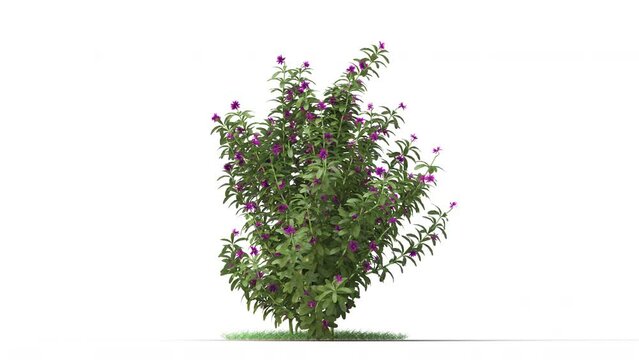 Growing flower on a white background 3D animation growth grow from small to large, Flowering shrubs animate in the wind on white background with alpha matt 3D virtual tree. Separated with alpha