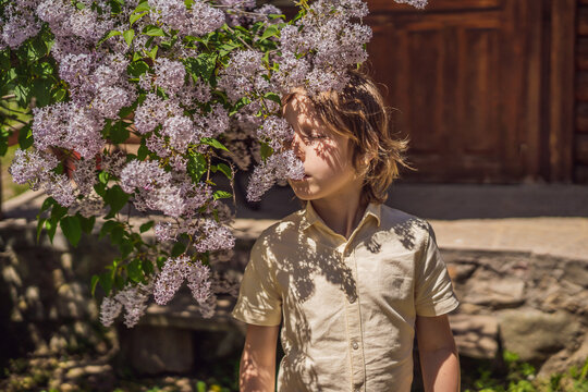 Little boy sniffing lilac bush. Concept of seasonal flowering and allergies