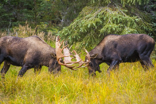 Two large bull Moose (Alces alces) are sparring in Kincade Park in Southwest Anchorage on a sunny autumn day; Anchorage, Alaska, United States of America