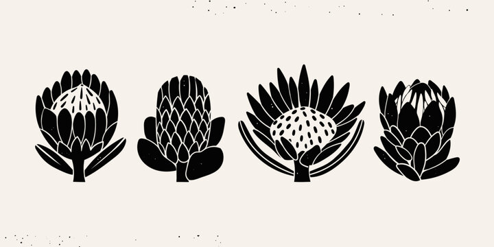 Various graphic Protea flowers set. Abstract black flowers with leaves and branch. Hand drawn Vector illustration. Design decoration, print, icon, logo, tattoo idea templates. Isolated elements