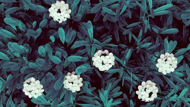 white flowers with blue leaves in the wind. top view of white flowers in 3d. background of a bush of flowers iberis. 3d animation of a white flower background