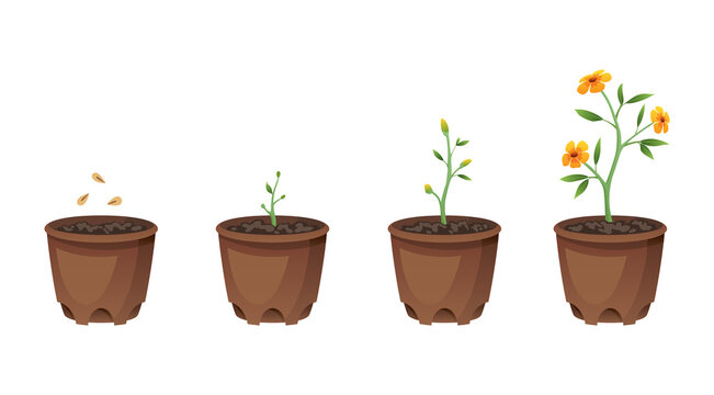 Flower growth stages in brown pot on white background. Phases from seed to sprout and bloom.  illustrations of sowing plant in soil