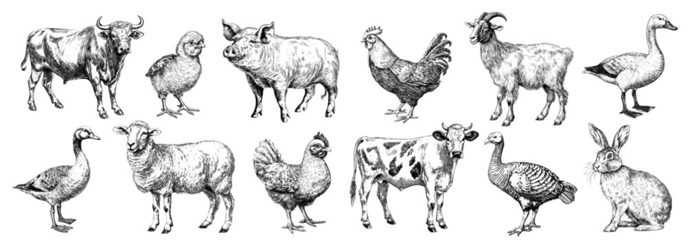 Animals meet types ink illustrations set, hand drawn illustrations of cow, chicken, pig, sheep, goat and duck. Domestic farm animals isolated on white background, vector illustrations