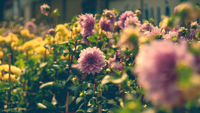 Dahlia often chosen for their gorgeously colored flowers. Dahlia flowers are also highly adaptable to all weather and climate conditions.