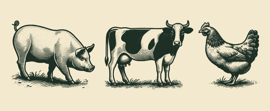 Farm animals. Cow, pig, chicken. Beef, pork, chicken.  Old vintage engraving illustration. Hand drawn outline graphic. Logo, emblem, icon. Isolated object, cut out. black and white	