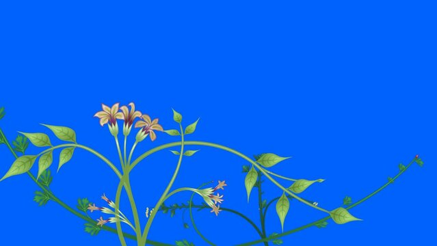 Growing plants and vines. Pack of 3 animations on blue screen chroma key background. Two of the animations have a copy space area for your logo, text or titles.