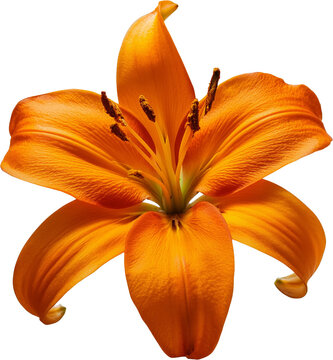 A vibrant orange lily bloom showcasing stunning petals and intricate details, perfect for floral designs and nature projects.