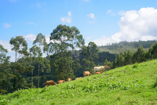 Vacas marrones en ladera de monte verde en Asturias