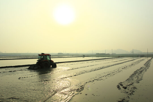 Ansan-si, Gyeonggi-do, Korea - May 22, 2019: A tractor is harrowing at rice field after sunrise.
