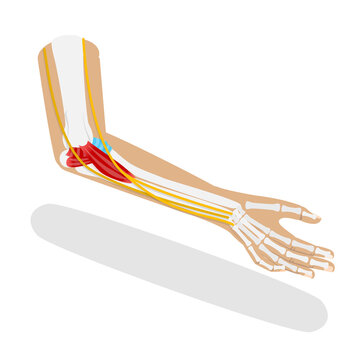 3D Isometric Flat  Illustration of Ulnar Collateral Ligament, UCL Structure