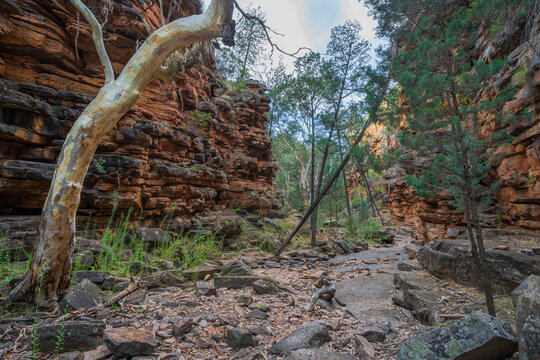 Wide angled view of a gum tree at the base of a rocky gorge