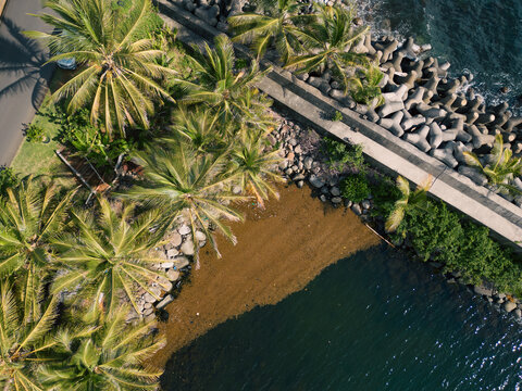 Rocky Coastline of the Marigot Bay with Palm Trees and Sargassum 