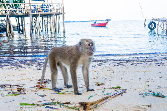 Monkeys on the beach in bintan islands, beach monkeys in bintan area eating snacks given by tourists