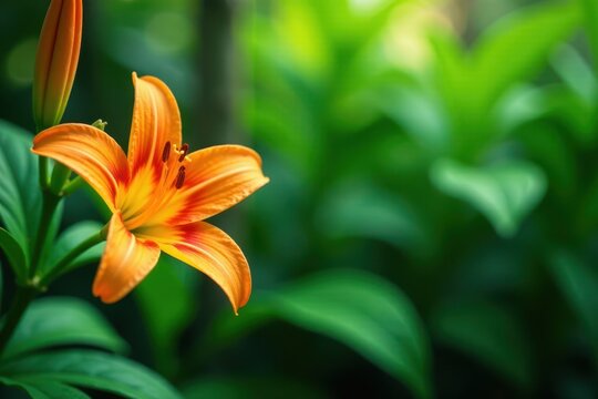 Vibrant orange lily, lush green foliage backdrop, botanical, outdoor, green