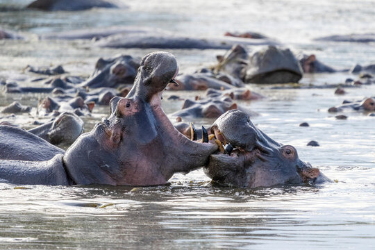 Africa, Tanzania. Two hippos spar with their mouths open.