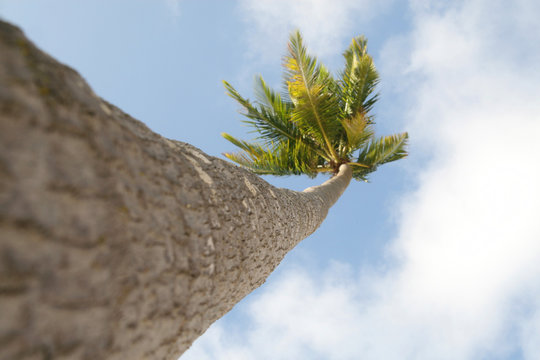 coconut tree