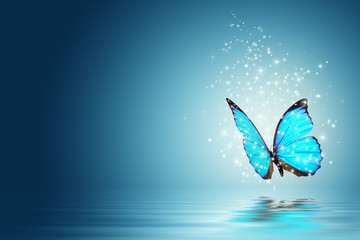 Free Butterfly Background Images - Royalty Free Pictures, Unlimited  Downloads | Pikwizard