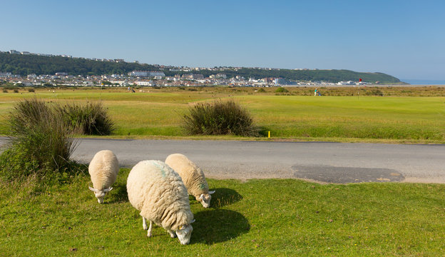 Northam Burrows country park Westward Ho Devon