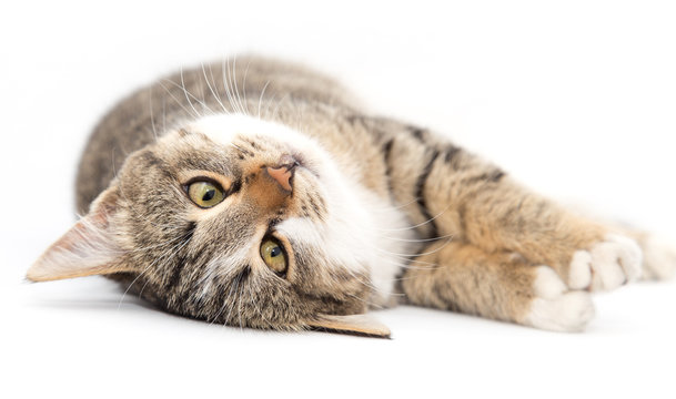 cat on a white background