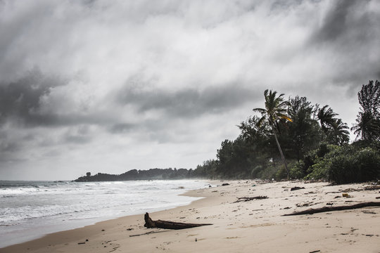 Tree trunk on a beach