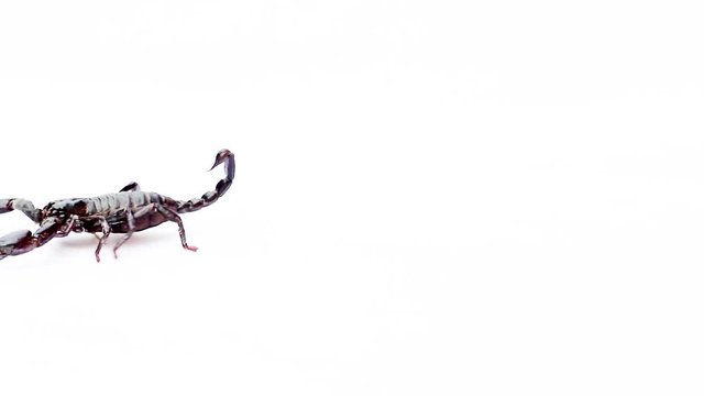 black scorpion on white background