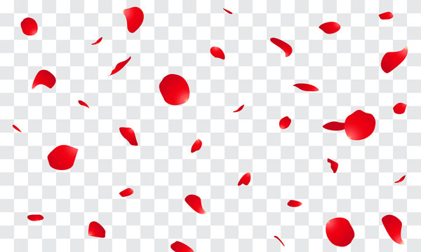 Rose Petals Falling Photos Royalty Free Images Graphics Vectors Videos Adobe Stock