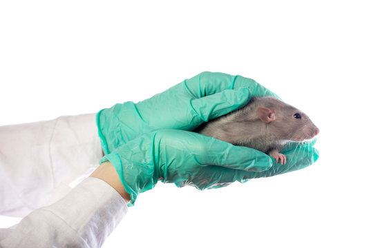 Dambo rat on the hands of a veterinarian on a white isolated background.