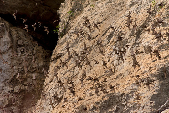 Flying Bats leaving the Bat Cave of Phnom Sampov at Sunset, Battambang, Cambodia