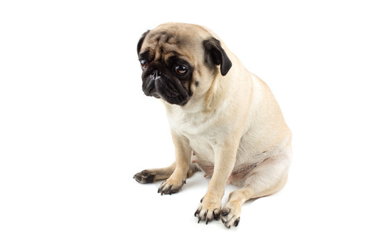 Cute pug dog looking innocent. Very sad dog isolated on white