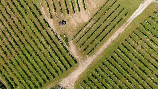 Vineyard tours Wine Tasting in Summer Grape vines Travel Trip Vacation Michigan Orchard Farm House Farming Colors in Pure Michigan Old Mission Peninsula in Traverse City Area looking down logo shot