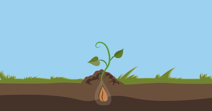  A seed falls into the ground, after which a green stem sprouts from the ground. 2D flat animation isolated on blue background with alpha luma matte 4k.