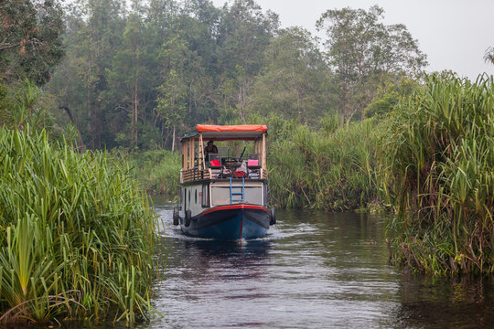 Pangkalan Bun, Mendawai, Central Kalimantan, Indonesia : klotok, traditional living wooden boat with tourists in green narrow water channel of Tanjung Puting national park. Monkey tour 