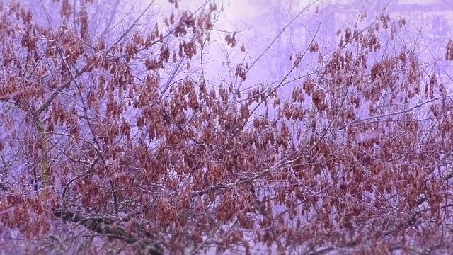 Flying snowflakes on a background of trees