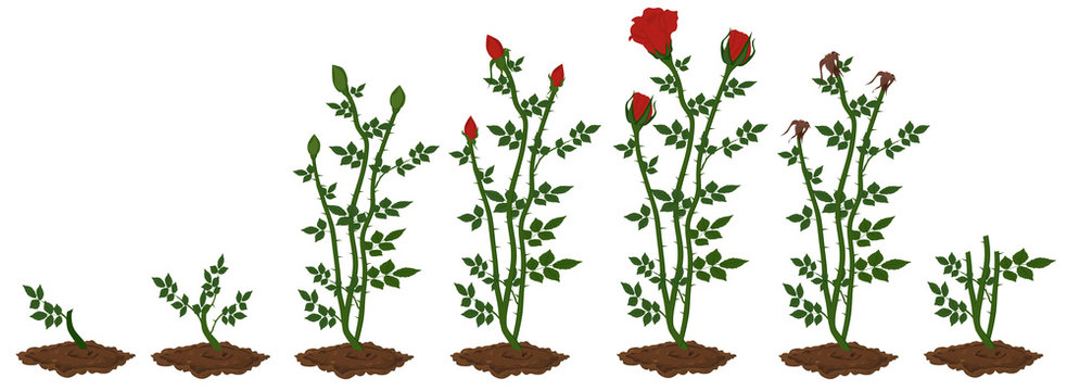 Stages of red rose plant growth