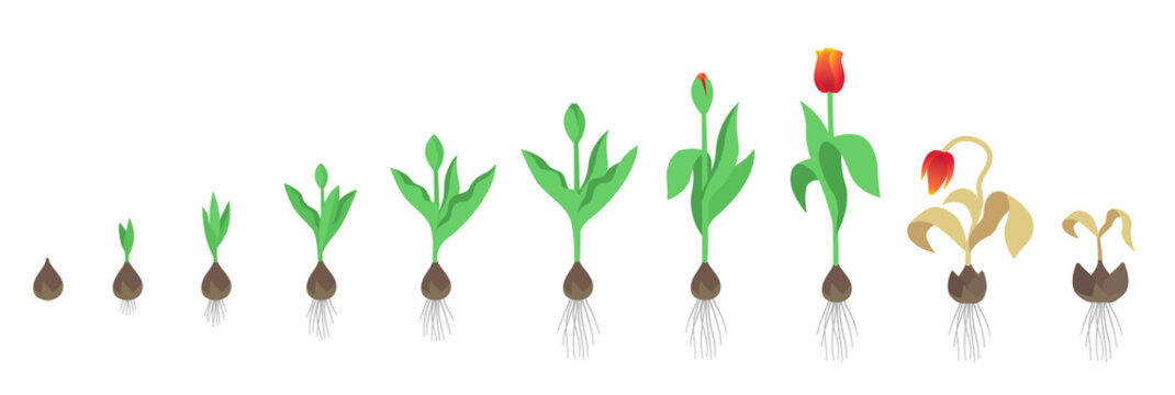 Tulip flower plant. Tulipa gesneriana. Growth stages. Growing period steps. Harvest animation progression. Fertilization phase. Cycle of life. Vector infographic set.