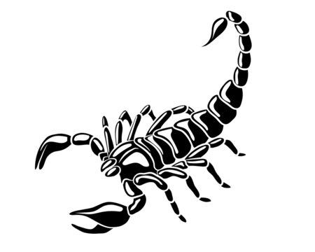 Graphic scorpion isolated on white background, vector illustration for tattoo and print