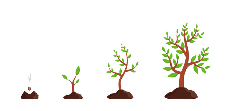 Plant growth from seed to tree. Sprout grow in soil. Icon of process germination of sapling. Seedling in ground. Agriculture cycle for farm. Progress of growing of plants with phase, timeline. Vector