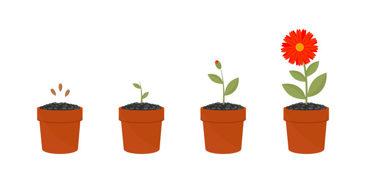 Flower growth stages set. Vector illustrations of sowing plant in soil . Cartoon plant life cycle, phases from seed to sprout and bloom isolated on white. Cultivation, evolution concept