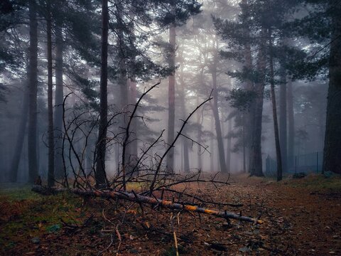 Bosque en tinieblas