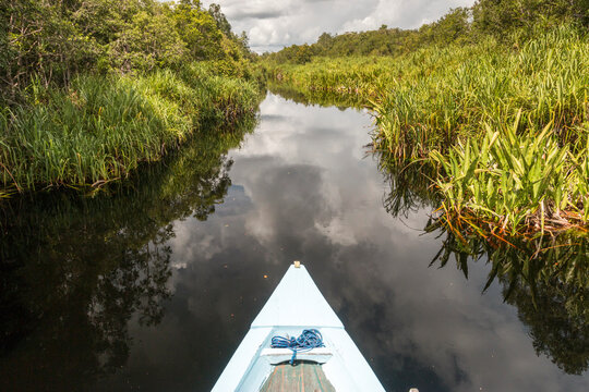 tropical river