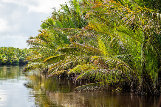 Jungle river in Borneo. Tanjung Puting National Park, Indonesia