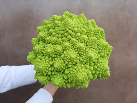 Great romanescu of intense green color freshly harvested